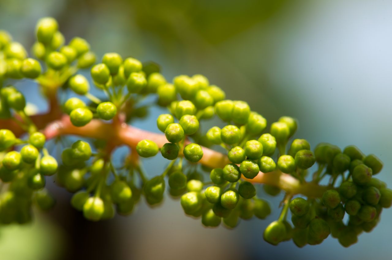 Vignoble Macro 7-Boutons floraux 2554